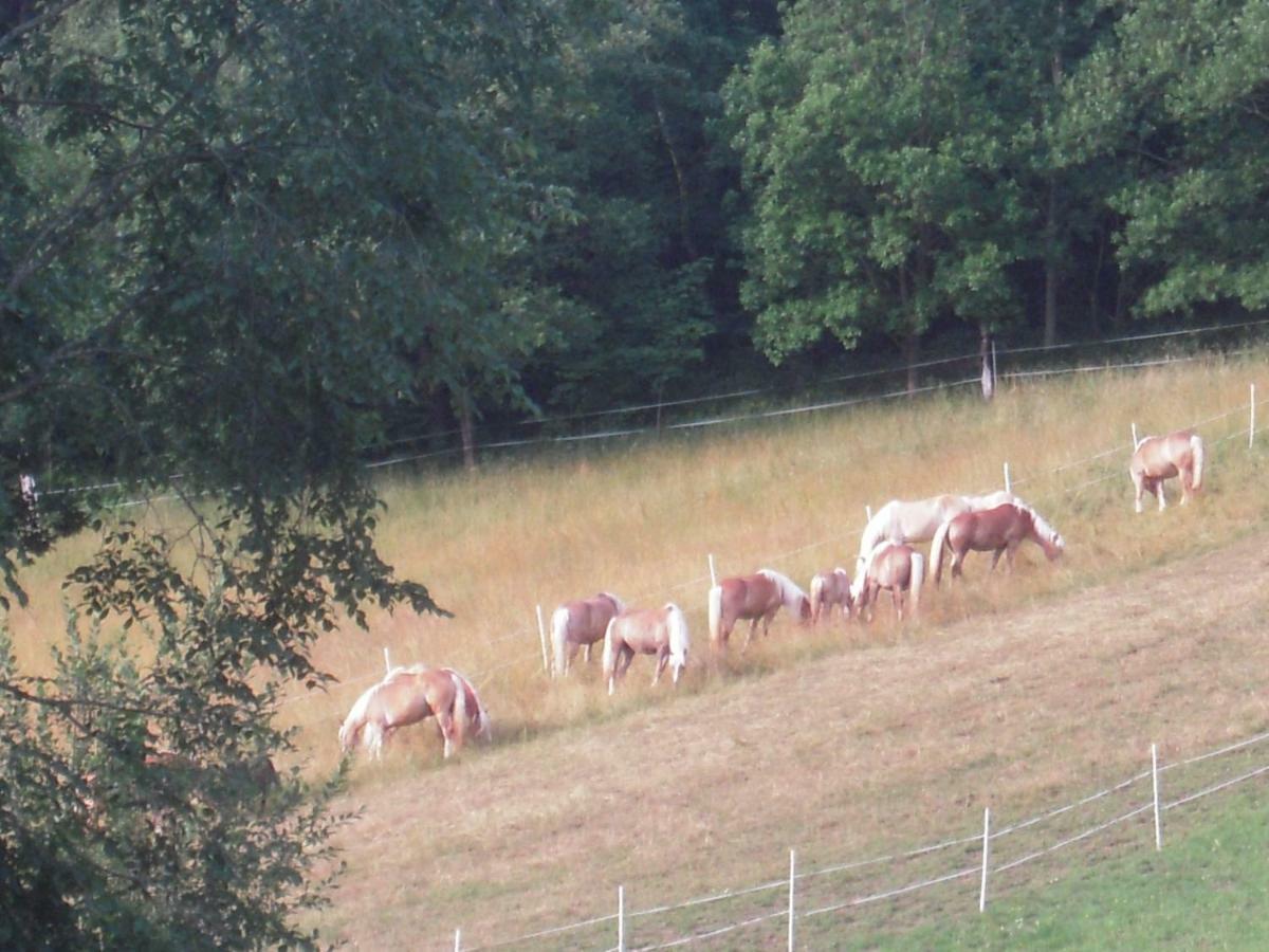 Villa Haflingerhof Luef Bad Schönau Esterno foto